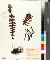 Blechnum occidentale image