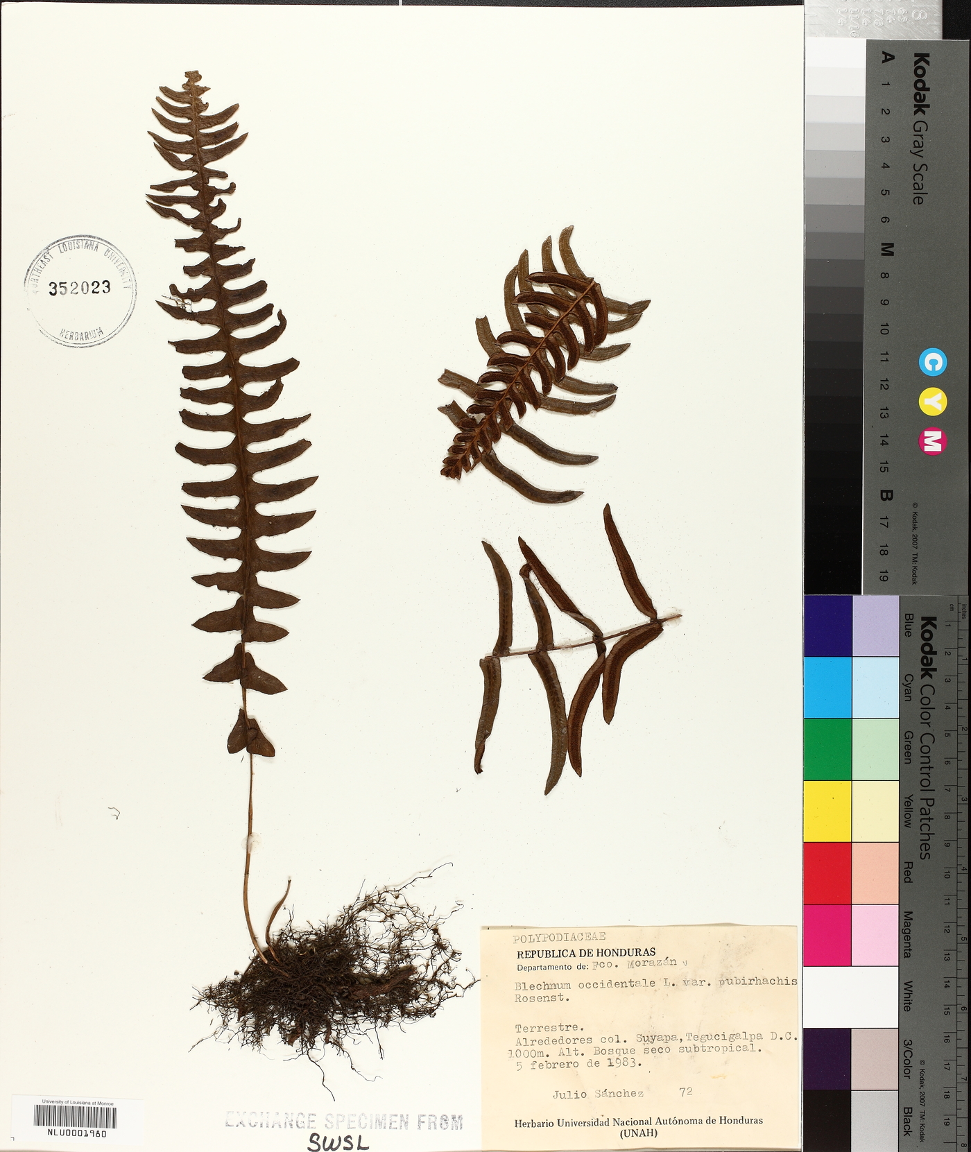 Blechnum occidentale var. pubirhachis image