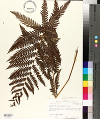 Anchistea virginica image