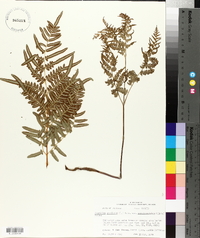 Pteridium aquilinum subsp. pseudocaudatum image