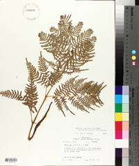 Pteridium aquilinum subsp. pseudocaudatum image