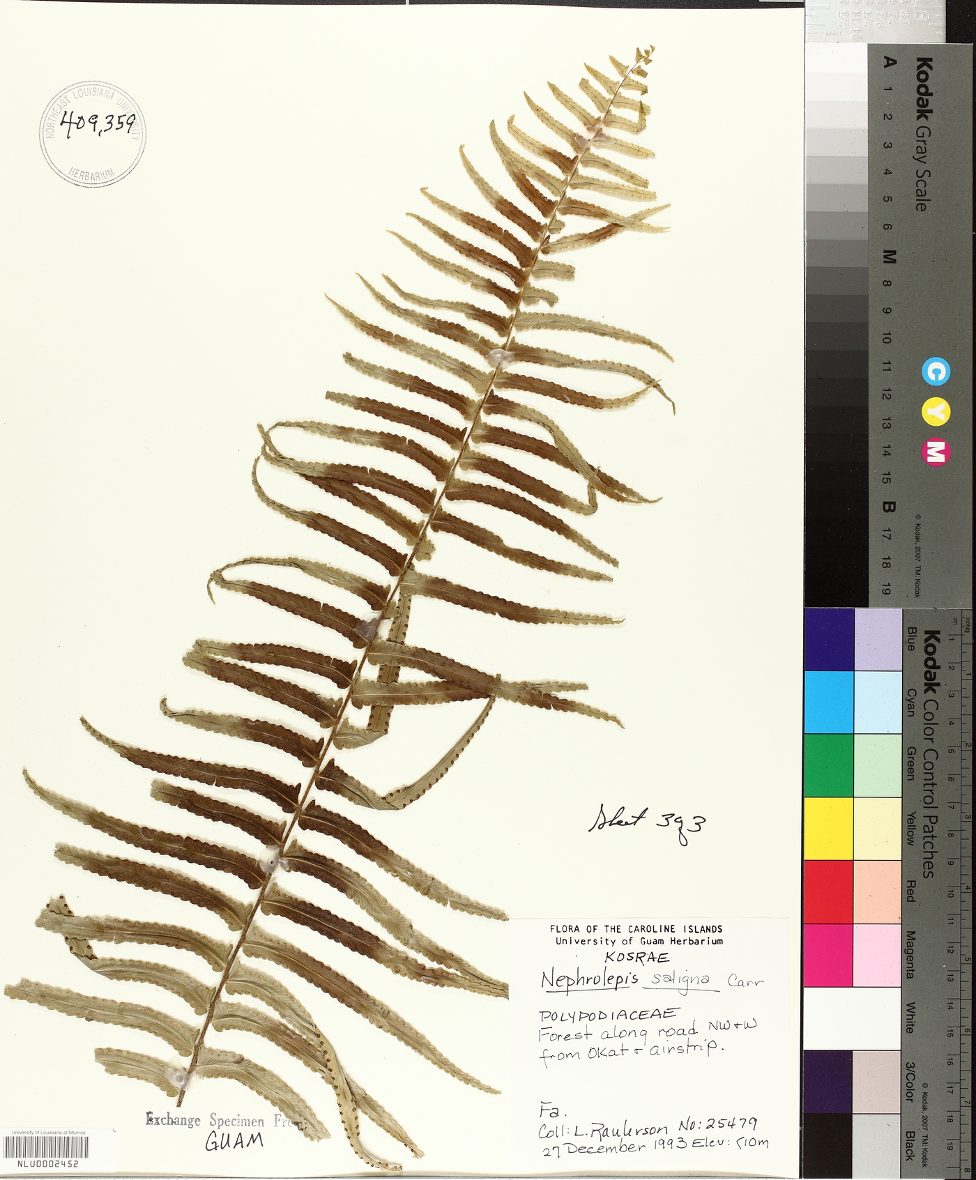 Nephrolepis obliterata image