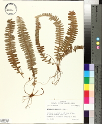 Nephrolepis exaltata image