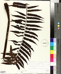 Cyathea podophylla image