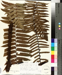 Cyathea gigantea image