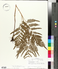 Pteridium aquilinum subsp. pseudocaudatum image