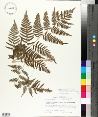 Pteridium aquilinum subsp. pseudocaudatum image