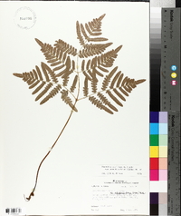 Pteridium aquilinum subsp. pseudocaudatum image