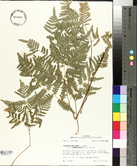 Pteridium aquilinum subsp. pseudocaudatum image