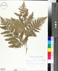 Pteridium aquilinum var. pubescens image