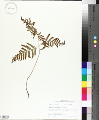 Pteridium esculentum subsp. esculentum image