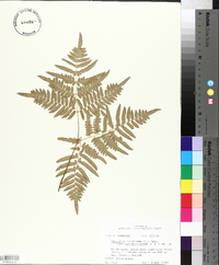 Pteridium aquilinum subsp. pseudocaudatum image