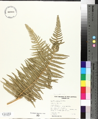 Pteridium revolutum image