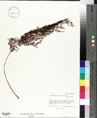 Sphenomeris chusana image