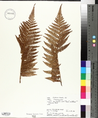 Dicksonia lanata image