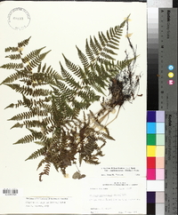 Athyrium filix-femina var. asplenioides image