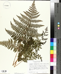 Dryopteris campyloptera image