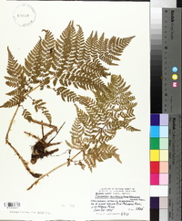 Dryopteris campyloptera image