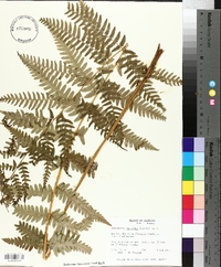 Dryopteris australis image