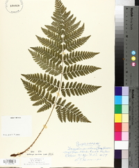 Dryopteris campyloptera image