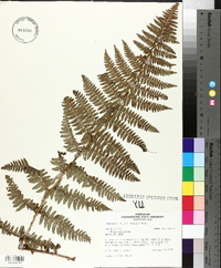 Dryopteris arguta image