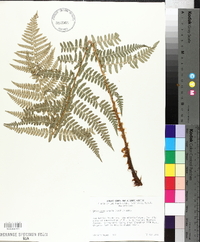 Dryopteris arguta image