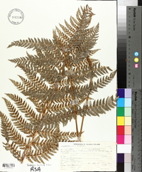 Dryopteris arguta image