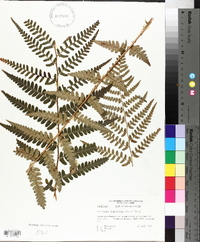 Dryopteris ludoviciana image