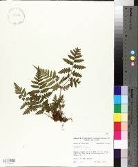 Dryopteris celsa image