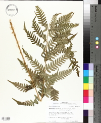 Dryopteris celsa image