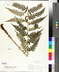 Dryopteris celsa image