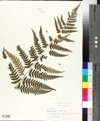 Dryopteris celsa image