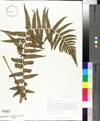 Dryopteris ludoviciana image