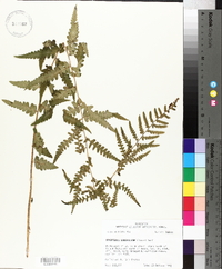 Dryopteris ludoviciana image