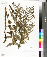 Dryopteris ludoviciana image