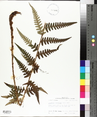 Dryopteris ludoviciana image