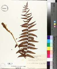 Dryopteris floridana image