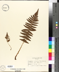 Dryopteris floridana image