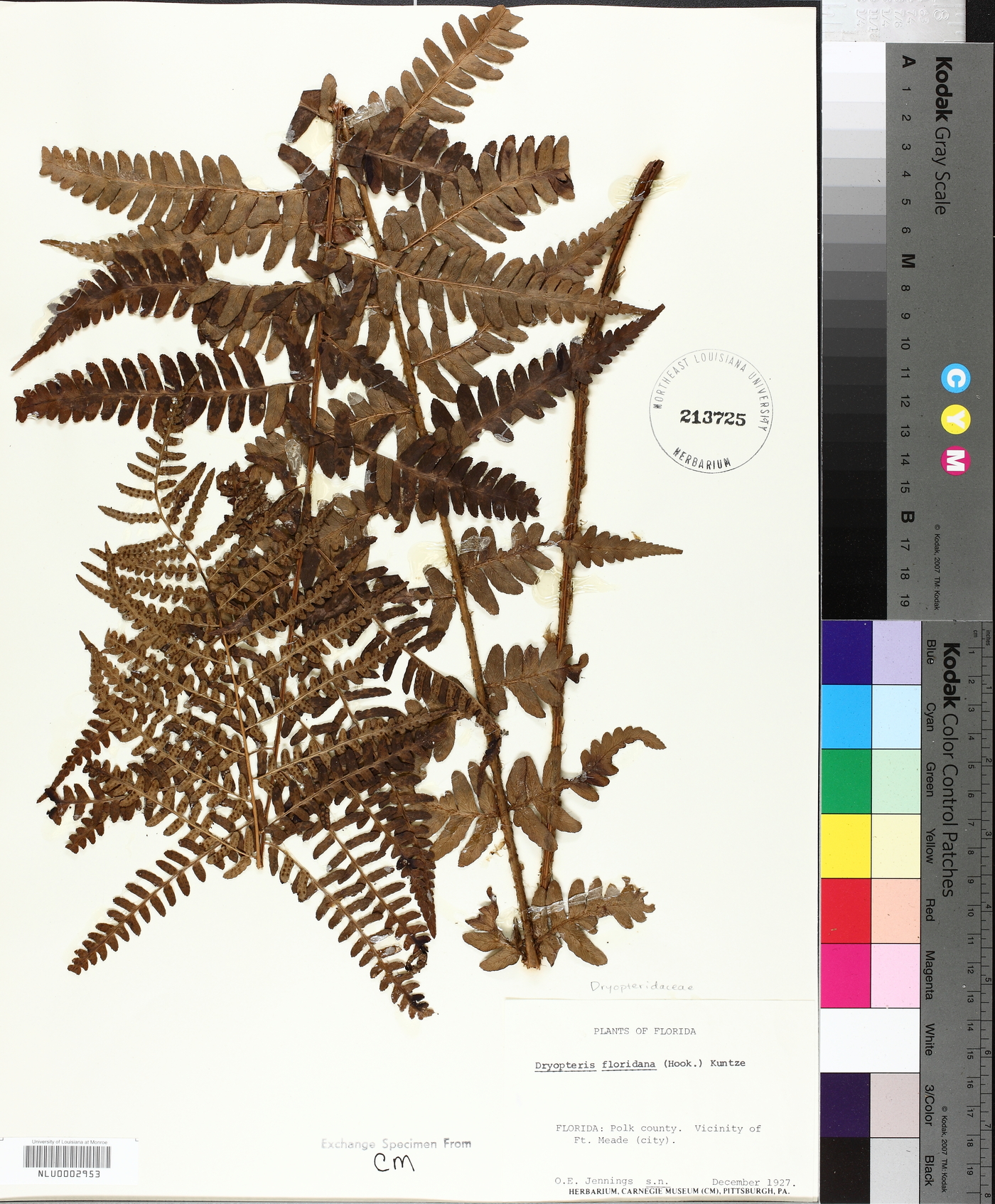 Dryopteris floridana image