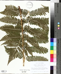 Dryopteris goldieana image