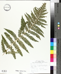 Dryopteris filix-mas image