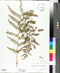 Dryopteris filix-mas image