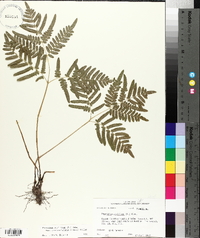 Pteridium aquilinum subsp. pseudocaudatum image