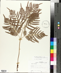 Pteridium aquilinum subsp. pseudocaudatum image