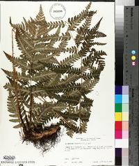 Dryopteris celsa image