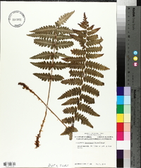 Dryopteris ludoviciana image