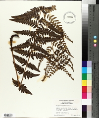 Dryopteris ludoviciana image