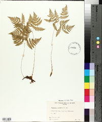 Gymnocarpium dryopteris image