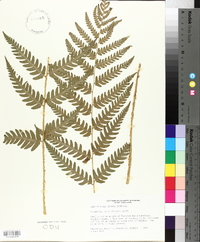 Dryopteris celsa image