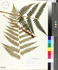 Dryopteris celsa image